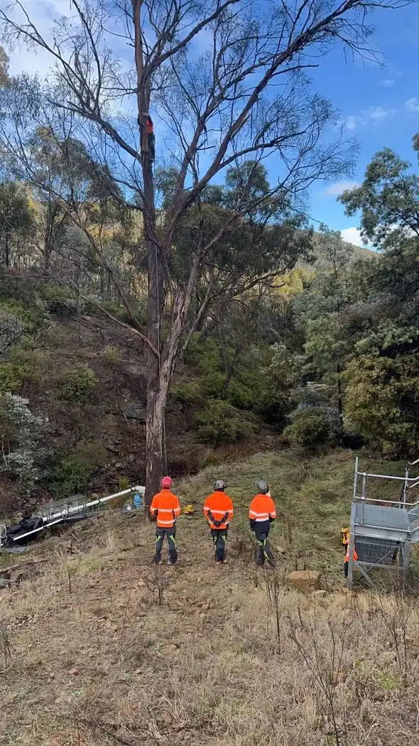Arborist climbing a tree above a supervised ground crew