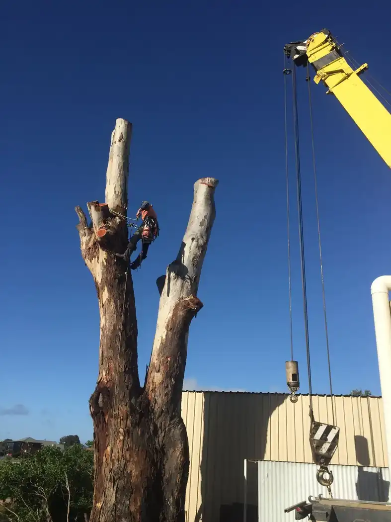 North East Tree Services field work
