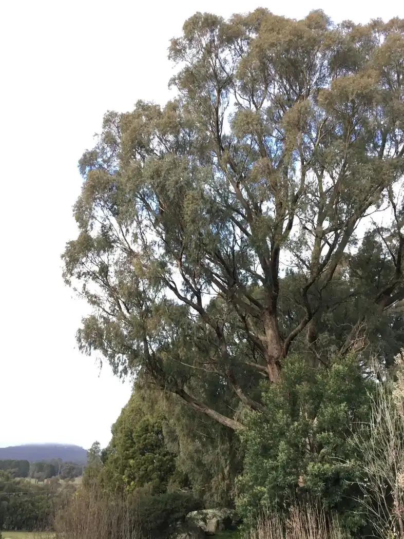 Mature tree in the North East Victorian landscape