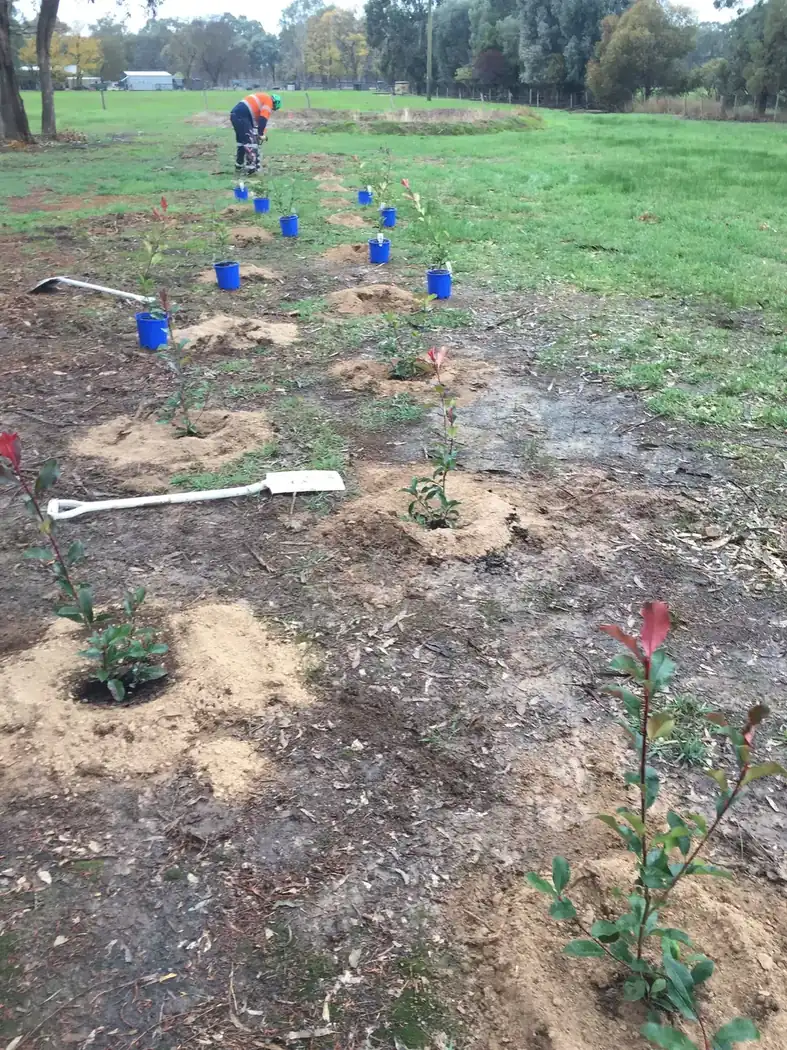 North East Tree Services planting program