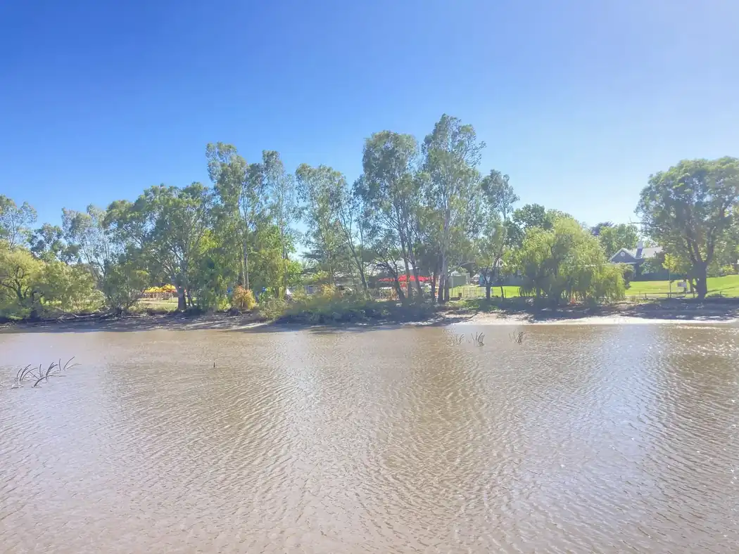 Managed trees beside a public lake and streetscape