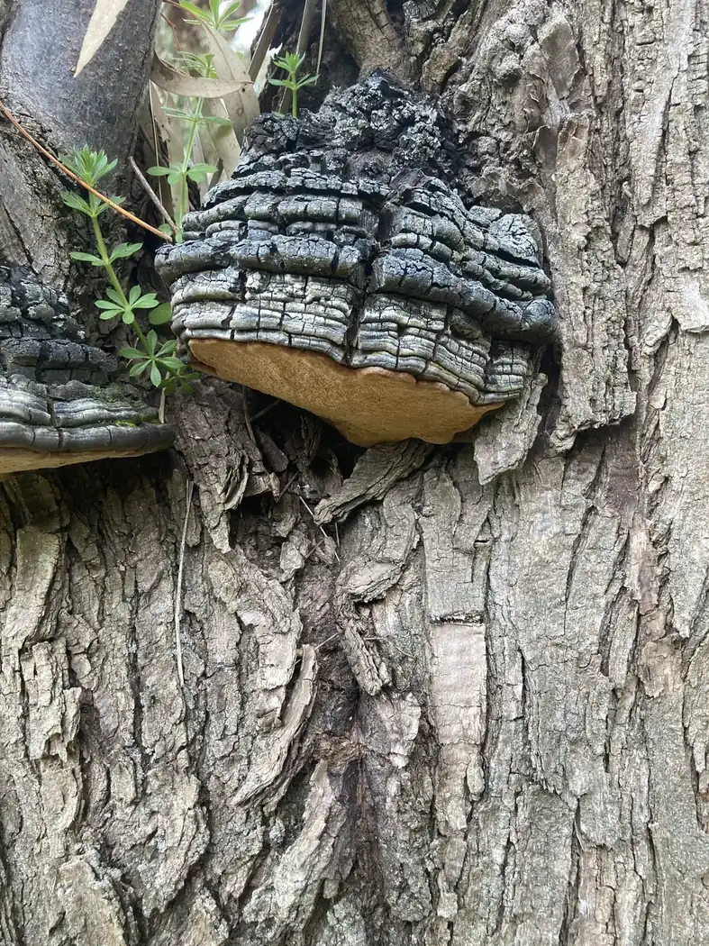 Arborist inspection of fungal growth on a tree
